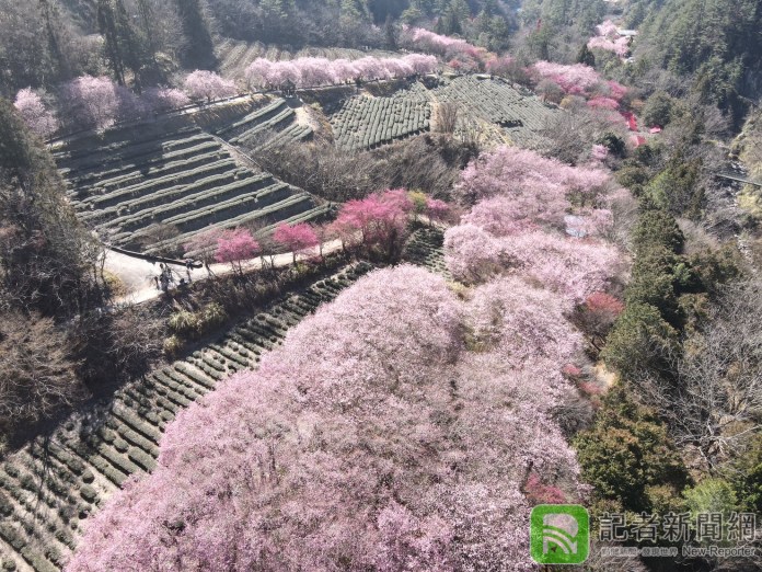 櫻花怒放！武陵農場粉紅色櫻花河流吸睛
