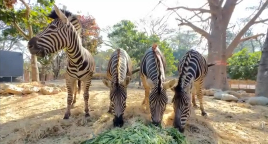 新動物園運動民間捐助逾2億元 觀光局:專款專用、公開透明