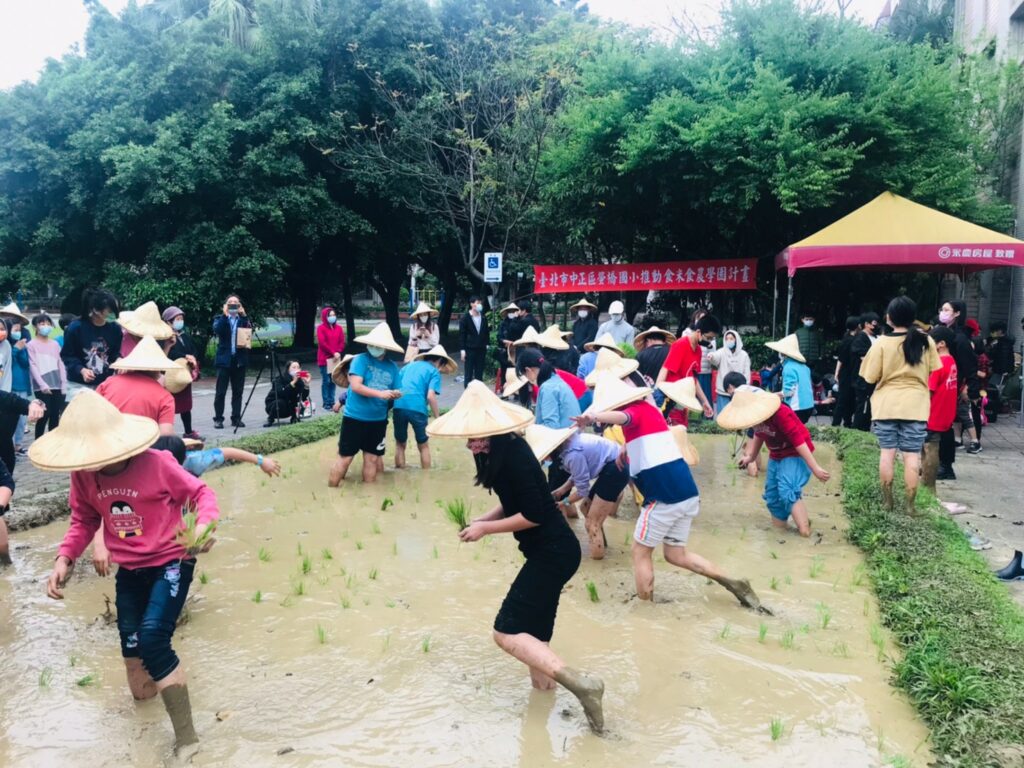 臺北市螢橋國小插秧體驗活動。圖/農糧署北區分署提供