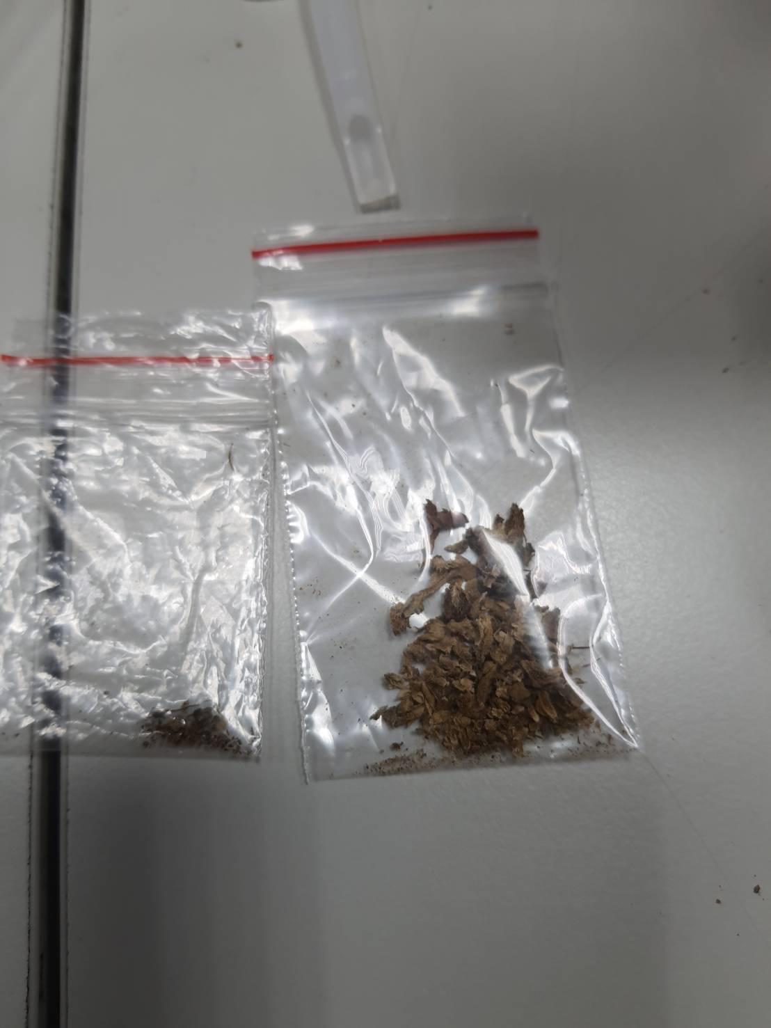 新莊警所查獲之大麻。(記者戴昱弘翻攝)
