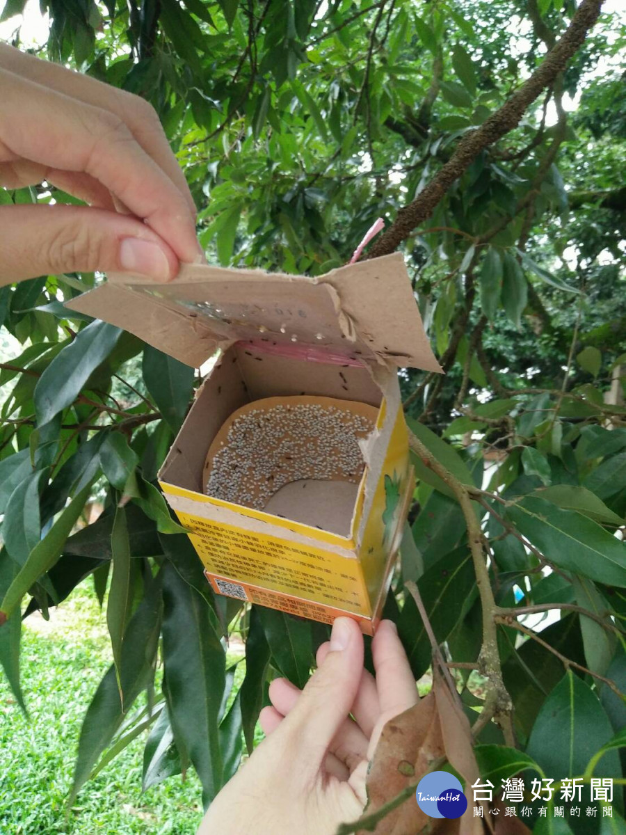 民眾在防治荔枝椿象或摘除卵塊(片)時，應作好自身防護／嘉義市府提供