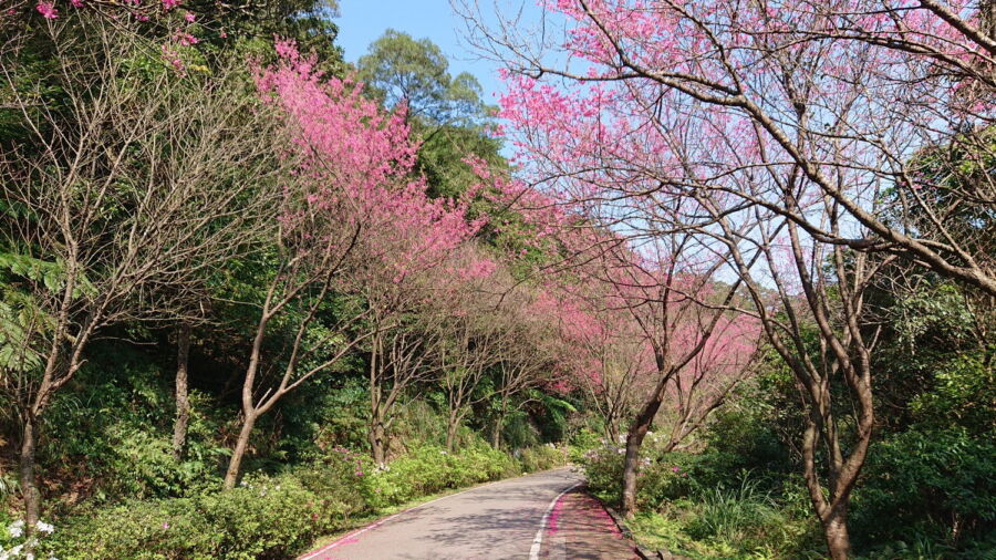 圖/「三芝區青山路沿路兩側種植山櫻花與八重櫻,到處嫣紅奼紫,別有一番風味。(圖/新北市景觀處提供)