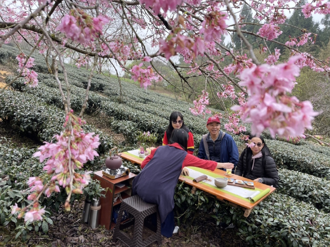 嘉義阿里山石棹櫻之道舉辦春櫻夜-細品茶香活動感受雲霧繚繞的幽靜山景