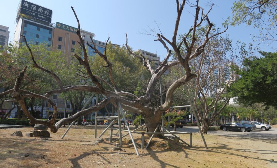 老黃連木失救枯死在公園 仰天獨滄涼