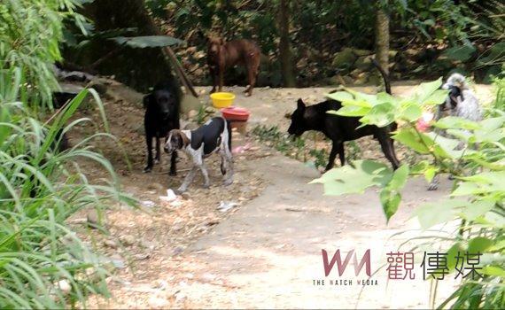 物認養彰縣送嫁妝 動防所辦流浪犬貓認養今年刷新高