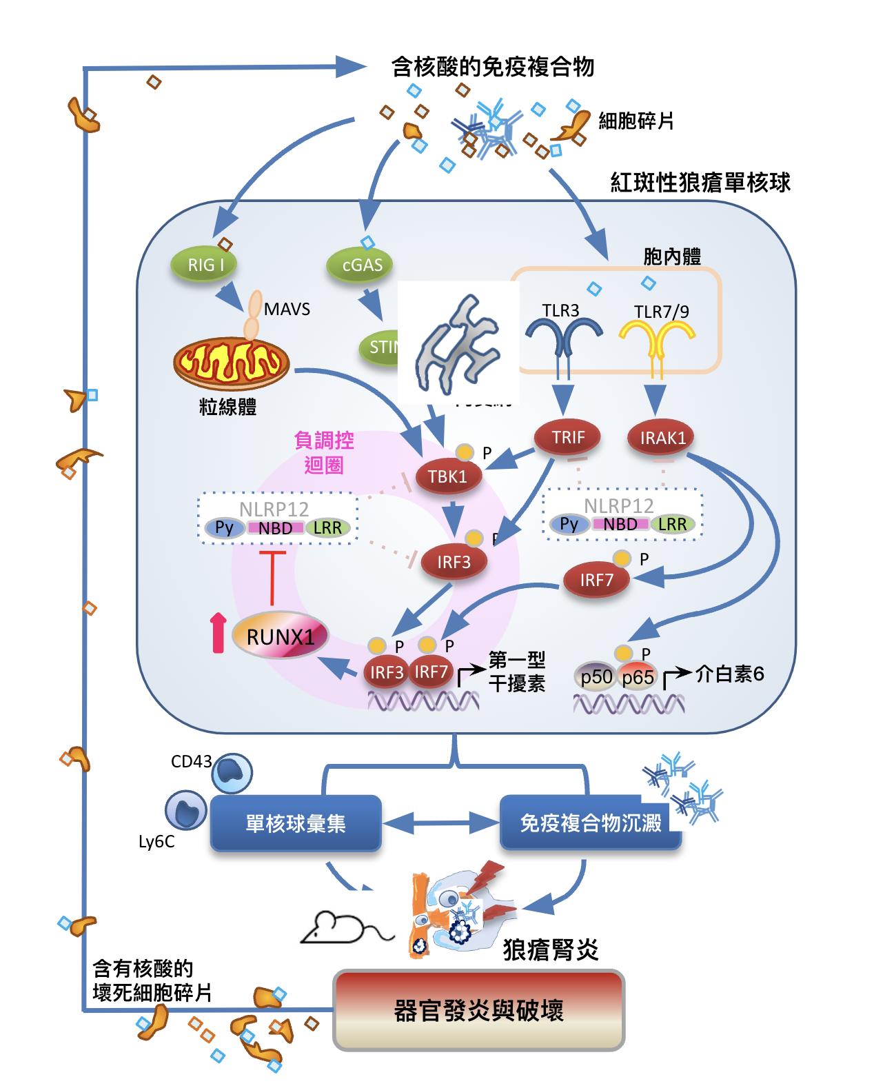 破解「紅斑性狼瘡」嚴重度! 北榮、陽明交大研究團隊首度揪出免疫檢查點 104 截圖 2023 02 20 上午11.41.56