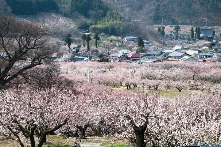 杏桃花開花後大約經過一週,就能欣賞滿開美景。 圖:信州千曲觀光局/來源
