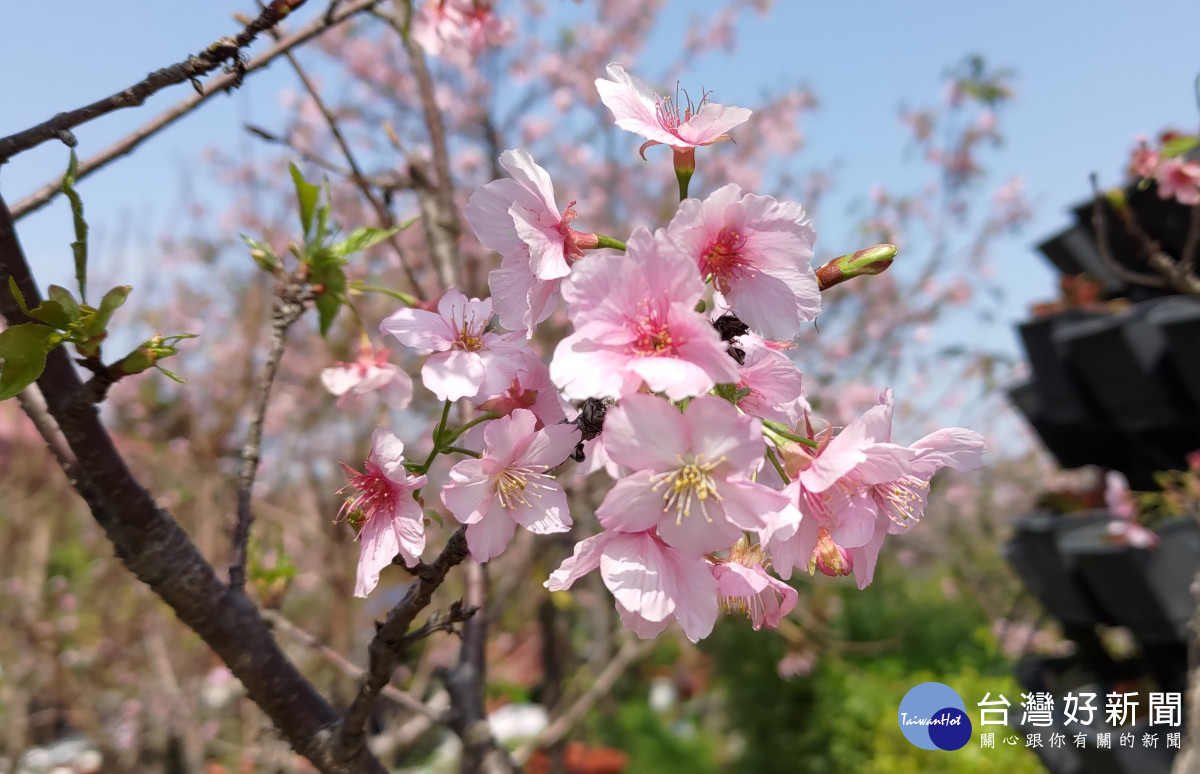 彰化縣長王惠美芬園遊賞櫻花。圖/彰化縣政府提供
