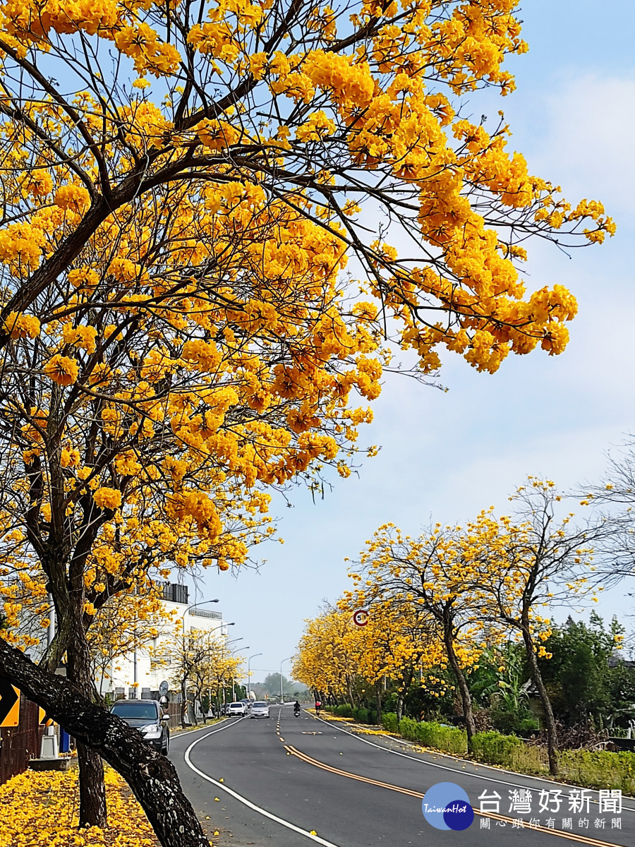 芬園台14 黃花風鈴木。圖/彰化縣政府提供