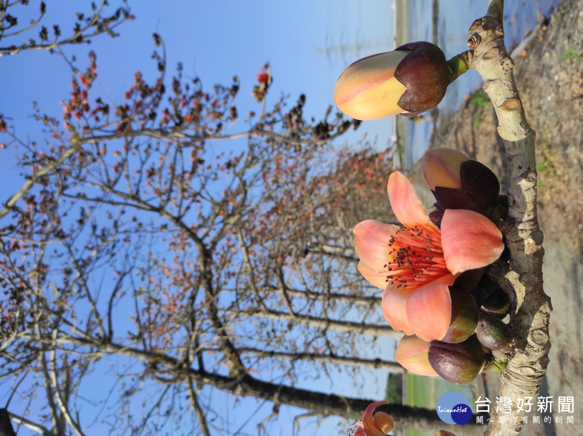 竹塘木棉花道。圖/彰化縣政府提供