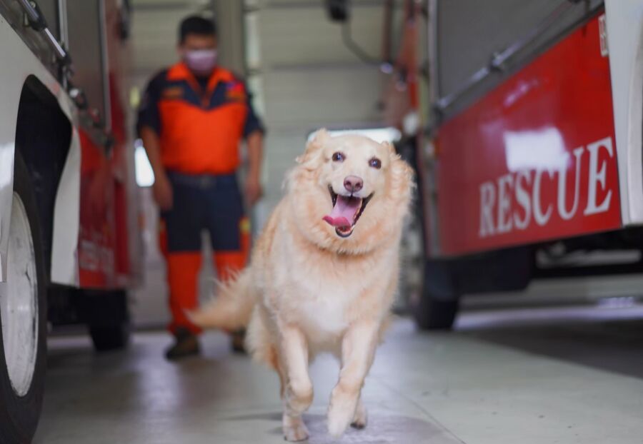 搜救犬人氣王退役