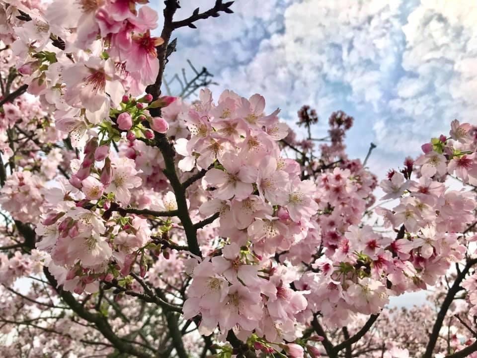 花現皇冠海岸觀光圈 228連假到北海岸及基隆賞百花品味特色料理 花現皇冠海岸觀光圈 228連假到北海岸及基隆賞百花品味特色料理