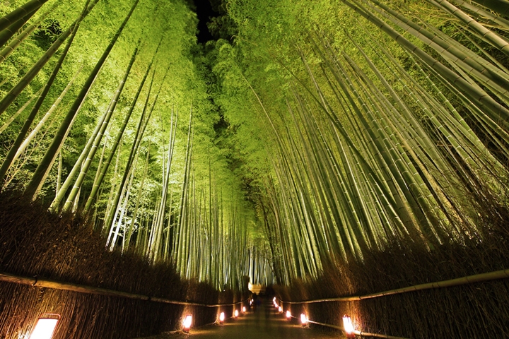 京都花燈路今年看的到!東本願寺前花燈路3/24登場