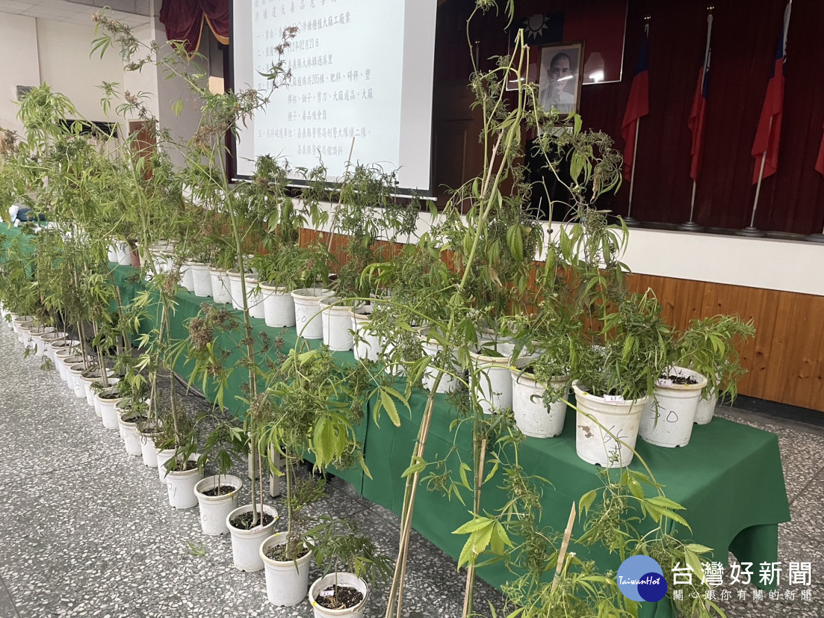 警方查獲大麻205株及查扣大批肥料、培養土等/警方提供