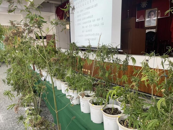 不法的斜槓人生! 蘭花園內改種大麻遭警查獲