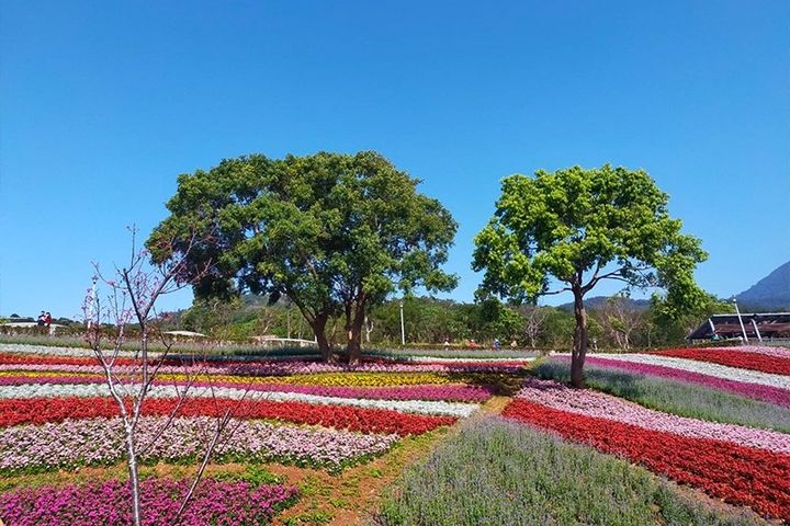 228連假可規畫至陽明山賞花。 圖:臺北市政府觀光傳播局/提供