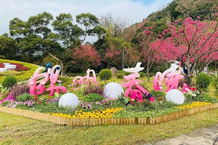 上陽明山賞花季 為櫻花杯街舞大賽加油