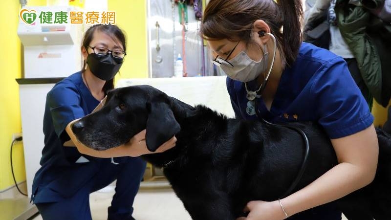 遠赴土耳其救災2隻搜救犬返國 興大USR獸醫協助健檢結果曝