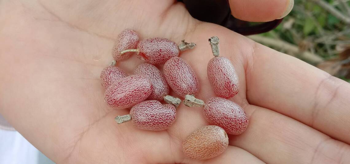 台灣胡頹子在台9戊可以看到