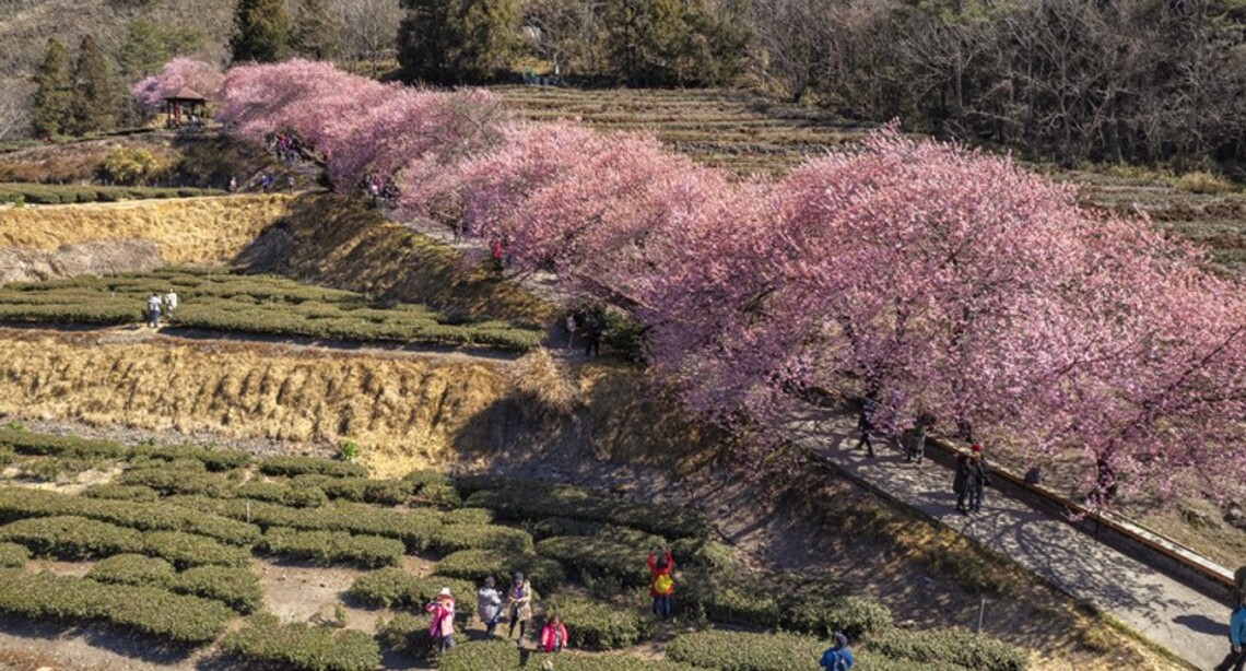 櫻花高空攝影 綿延成櫻花河