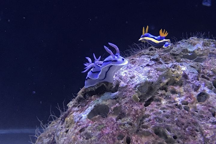 228連假/樂園優惠衝一波!萌海兔水族館相見歡