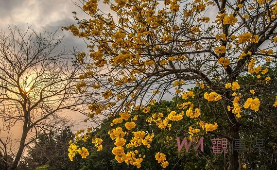潮州五魁橋黃花大道美景 吸引民眾前往美拍