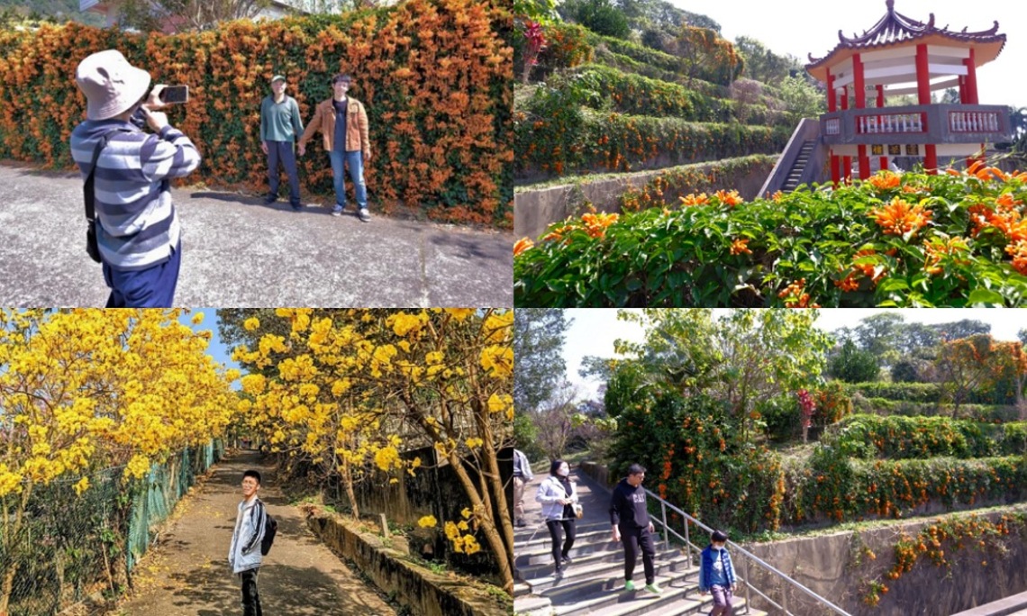 竹縣炮仗花爆炸盛開  3月迎接黃花風鈴木季
