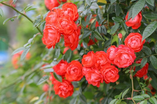 玫瑰花.jpg
