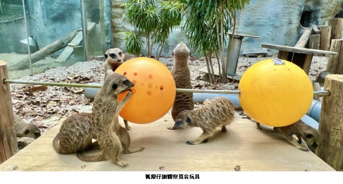 狐獴吃串燒?壽山動物園設計覓食玩具 豐富動物生活