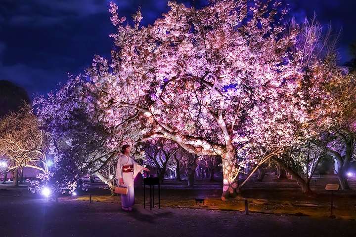 京都二条城春櫻爛漫NAKED FLOWERS 2023光雕秀登場