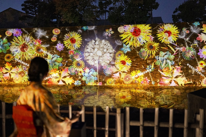 京都二条城春櫻爛漫NAKED FLOWERS 2023光雕秀登場