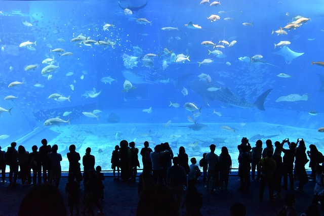 churaumi-aquarium-g01e46abb9_640.jpg