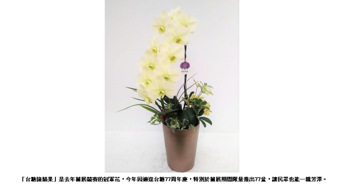 大放異彩冠軍花「台糖綠蘋果」 初登限量於2023臺灣國際蘭展