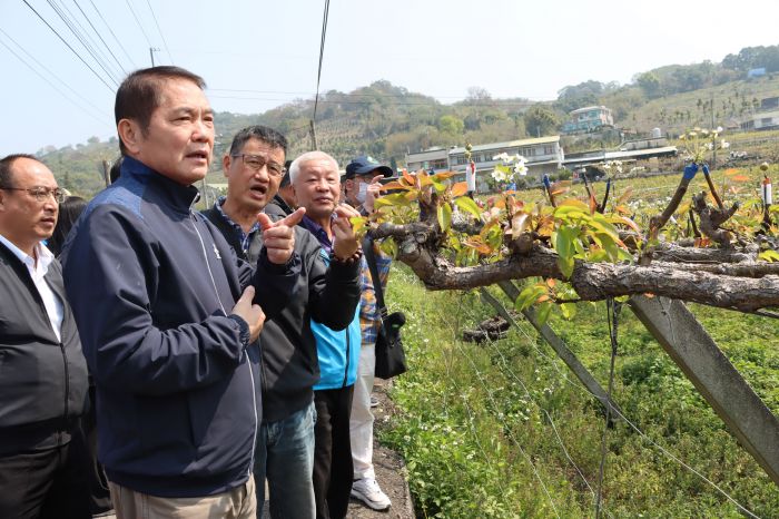 苗縣高接梨穗寒害嚴重　鍾東錦勘災報請農委會辦理現金救助