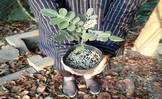 嘉大贈臺灣原生樹苗 3張未開獎發票兌一株
