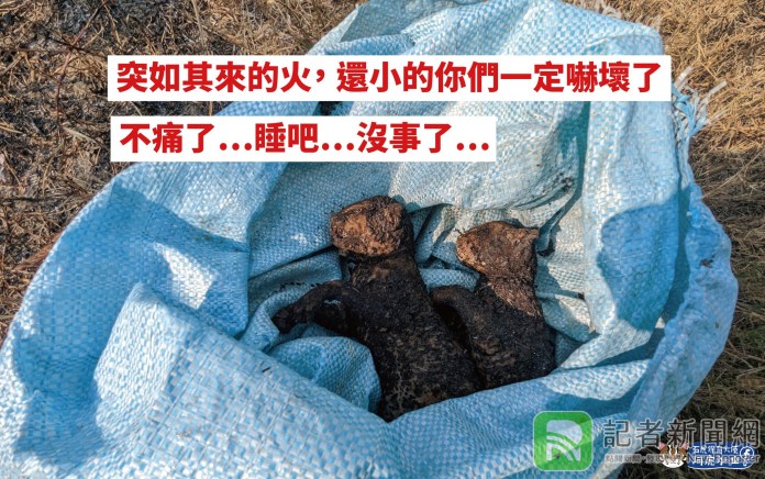 心痛的母親!人類放火燒雜草 石虎媽媽痛失兩幼子