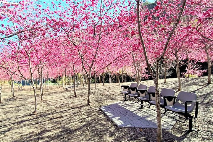 「拉芙蘭櫻花園」位於高雄市桃源區,種植5百株八重櫻,目前綻放爭艷不已。 圖:茂林國家風景區管理處/提供
