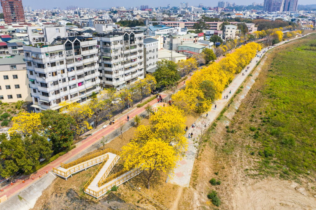 黃花風鈴木滿開成隧道