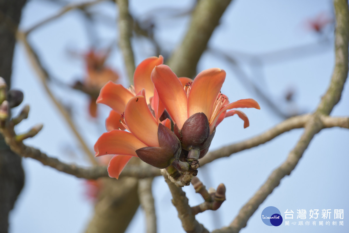 竹塘鄉水神傳說木棉花季3/11登場。圖/彰化縣政府提供