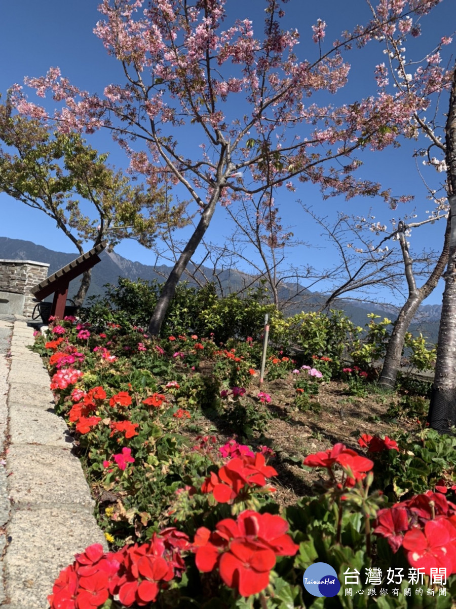 參山國家風景區管理處於梨山櫻緣丘推廣植樹造林，活化觀光。