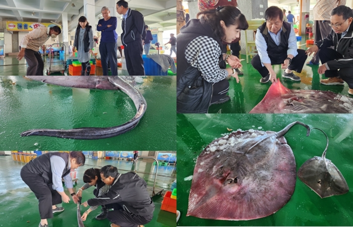 有隻掃把尾的魟魚 你看過嗎! 嘉義東石驚見超過50公斤逾3米怪魚