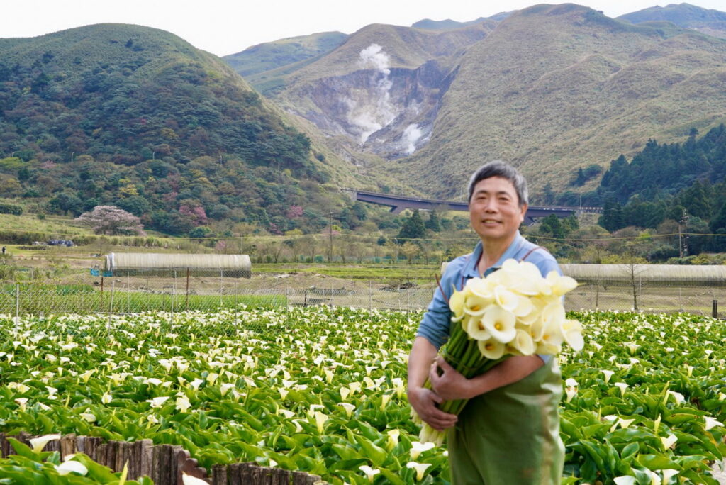 竹子湖海芋季