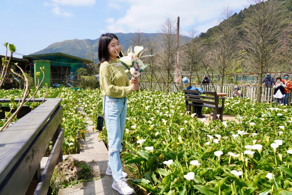 竹子湖海芋季