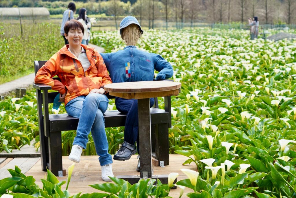 竹子湖海芋季