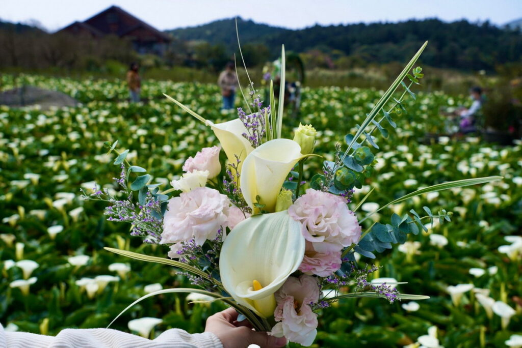 竹子湖海芋季