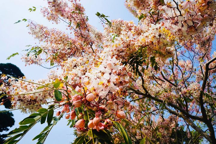全台首創!「女兒節慶典」彰化成美文化園女童免費遊園