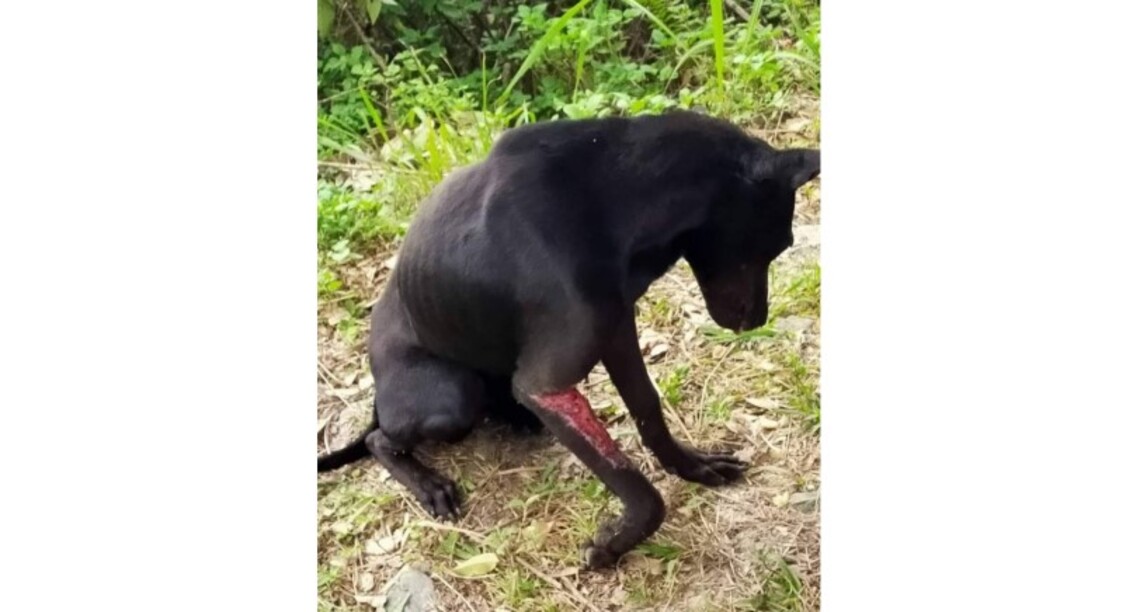 犬隻遭山豬吊陷阱受傷事件近日頻傳 花蓮縣府籲請民眾切勿以身試法