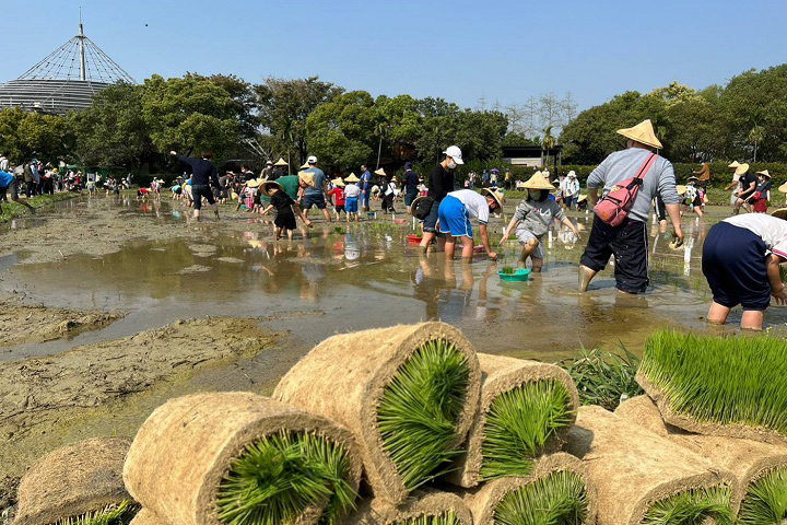 六堆客家文化園區舉辦農事學堂「春耕好蒔田」插秧體驗活動,大家玩得不亦樂乎。 圖:客家委員會客家文化發展中心/提供