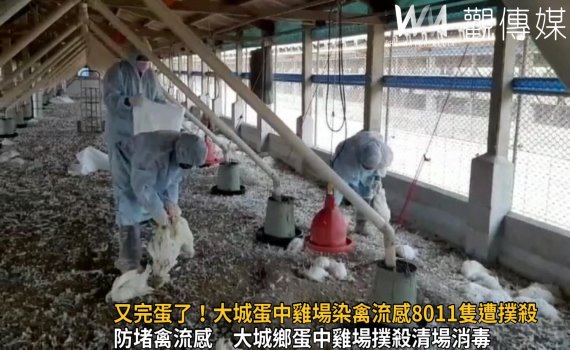 影／又完蛋了！大城蛋中雞場染禽流感8011隻遭撲殺