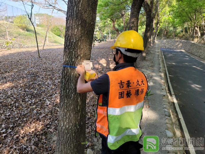 提供安全旅遊環境 中市府釋放4萬隻平腹小蜂防治荔枝椿象